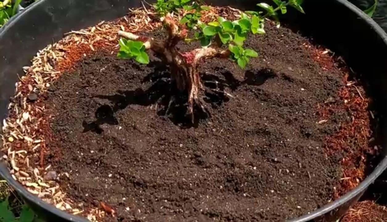 Media tanam bonsai sancang