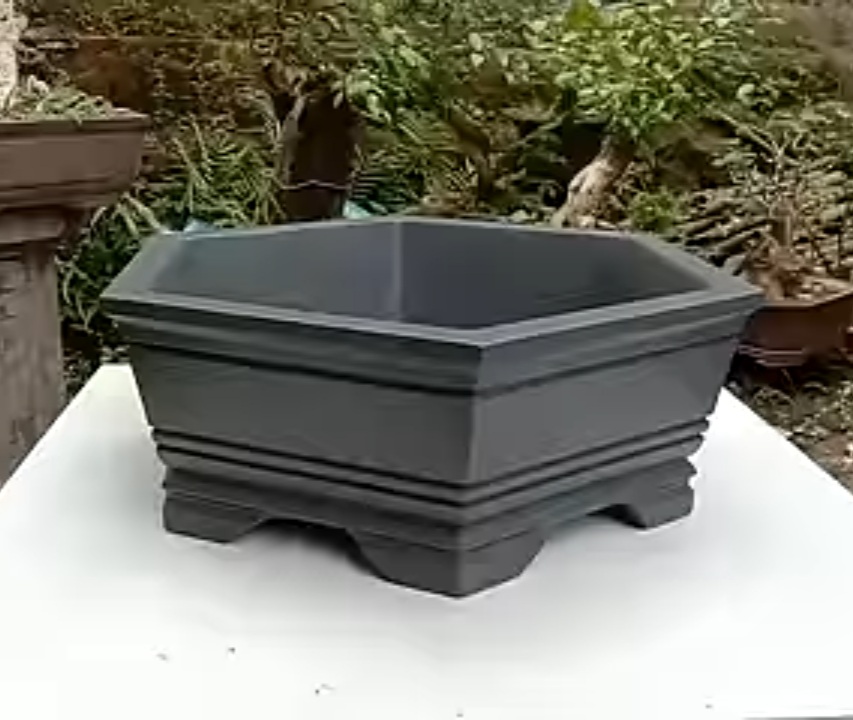 Pot Bonsai